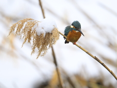 カワセミ20260208