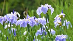 花菖蒲