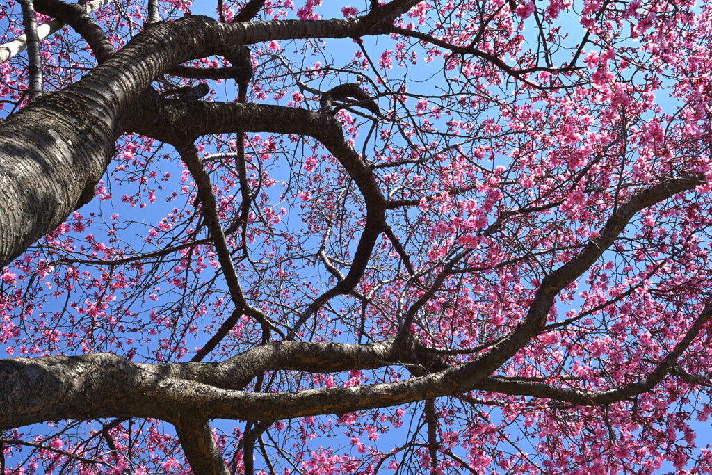 ミニ三脚タイマーにて