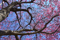 ミニ三脚タイマーにて