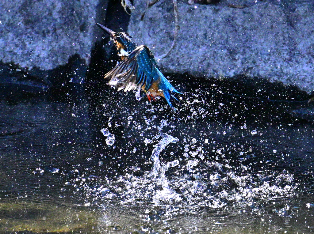 カワセミ_20250310