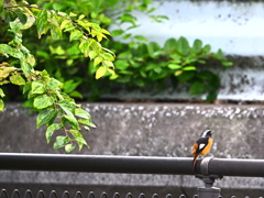 ジョウビタキ♂