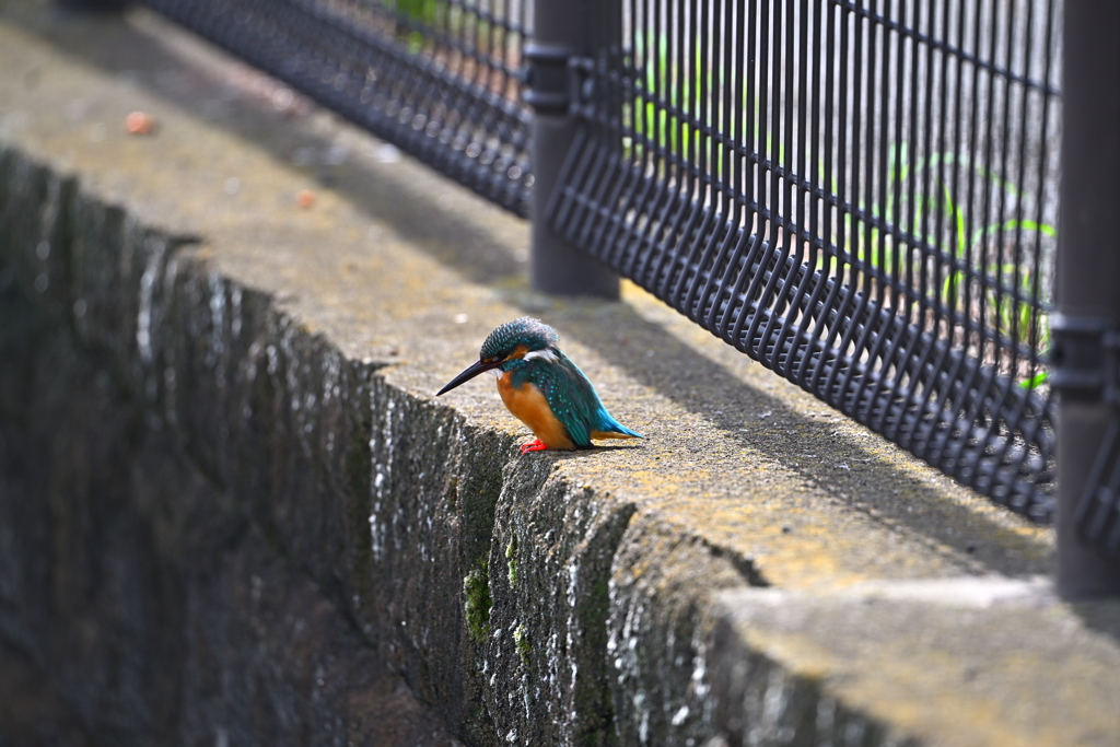 カワセミ-20251015