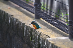 カワセミ-20251015