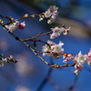 寒桜