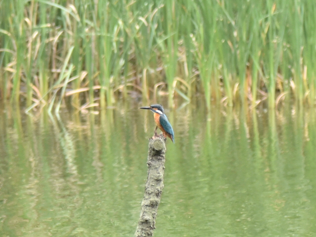 カワセミへの挑戦No.1