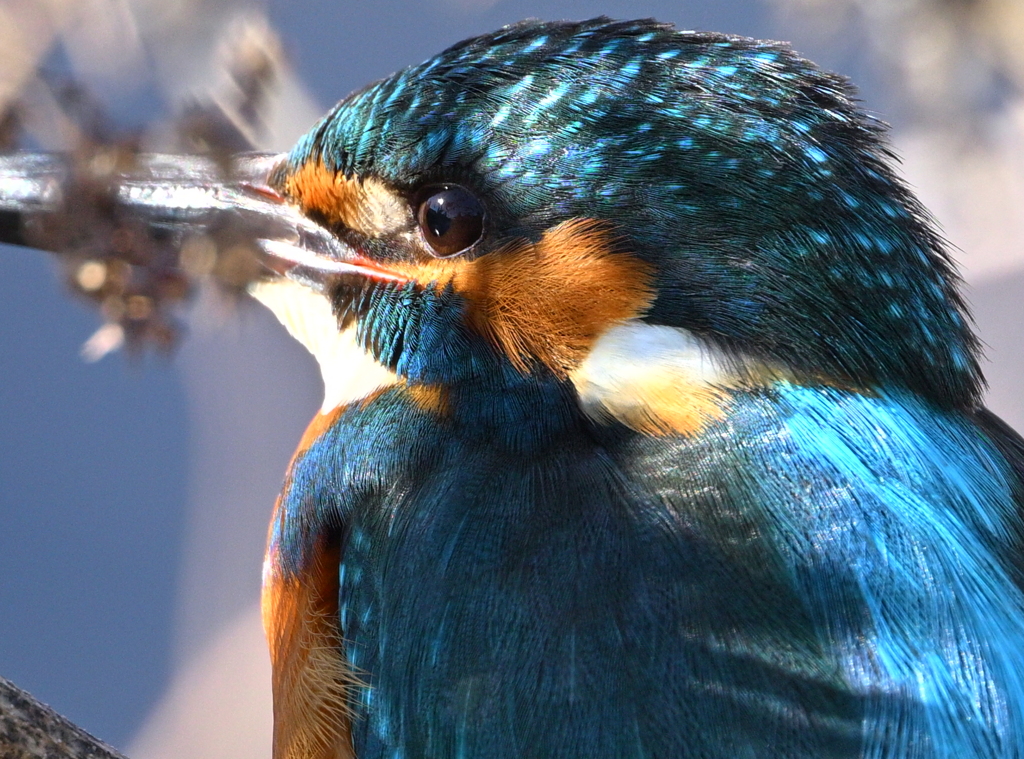 カワセミ-20251228