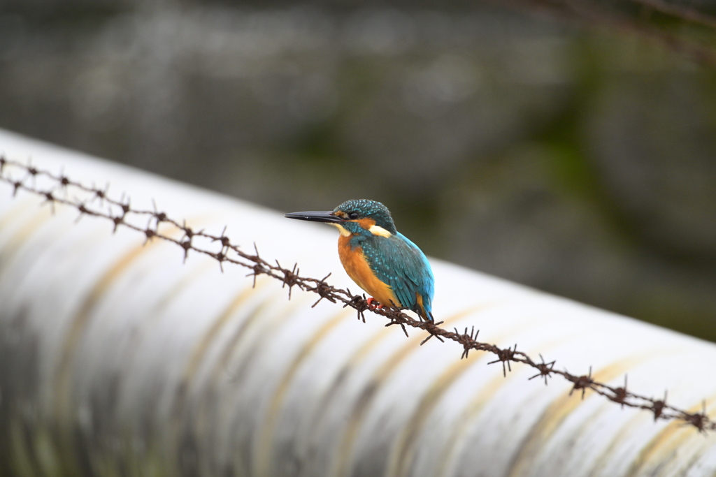 カワセミ-20251102