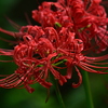 彼岸花