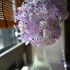 紫陽花