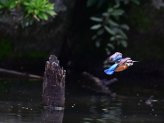 カワセミ