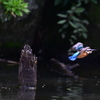 カワセミ