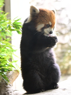 レッサーパンダ