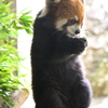 レッサーパンダ