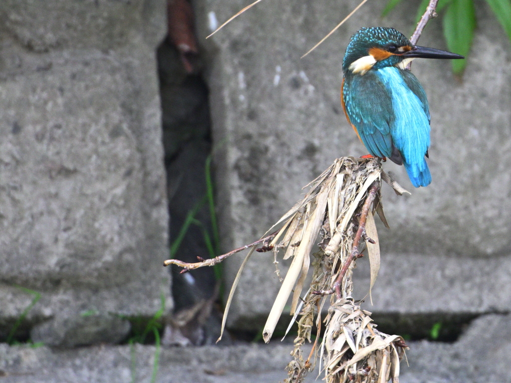 カワセミ-20251202