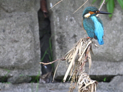 カワセミ-20251202