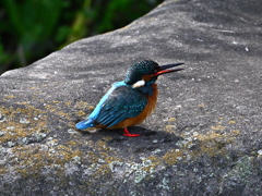 カワセミ-20251029