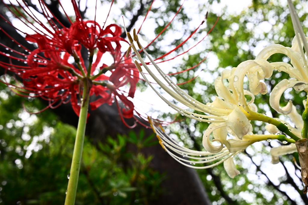 彼岸花