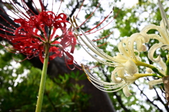 彼岸花