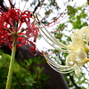 彼岸花