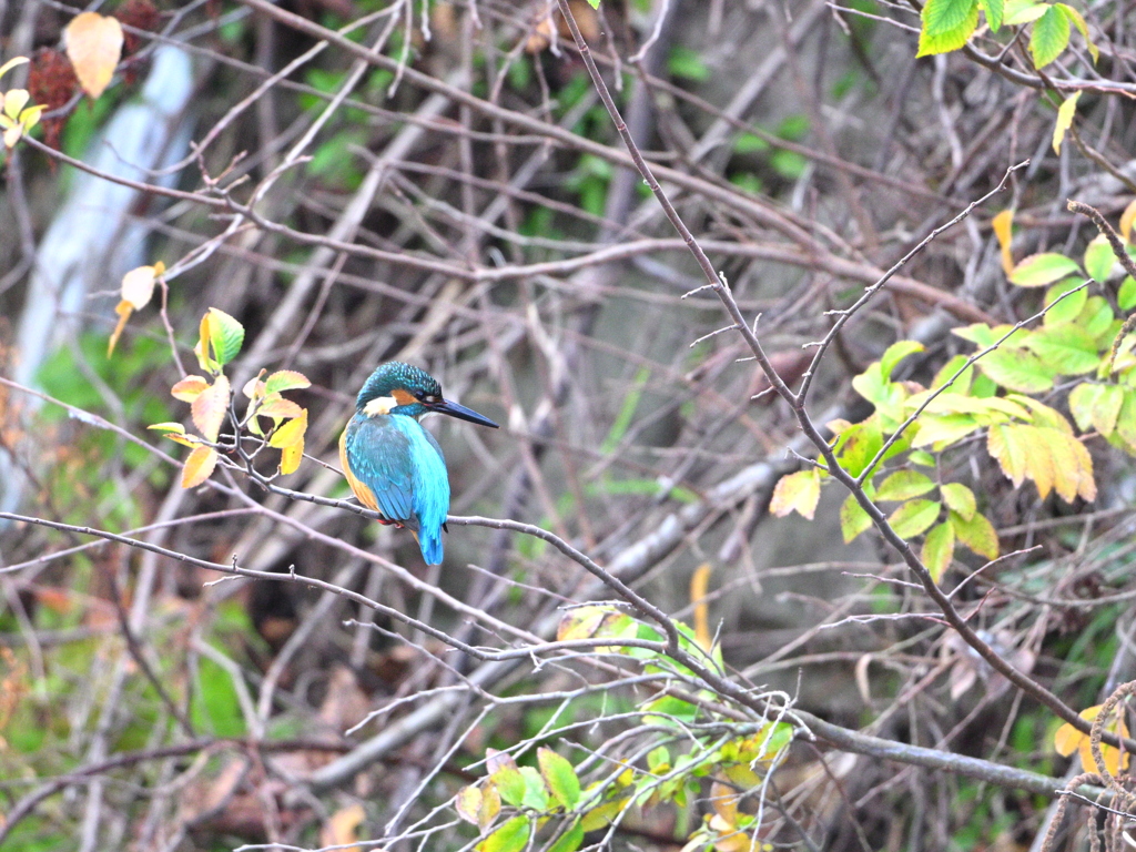 カワセミ-20251216