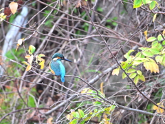 カワセミ-20251216