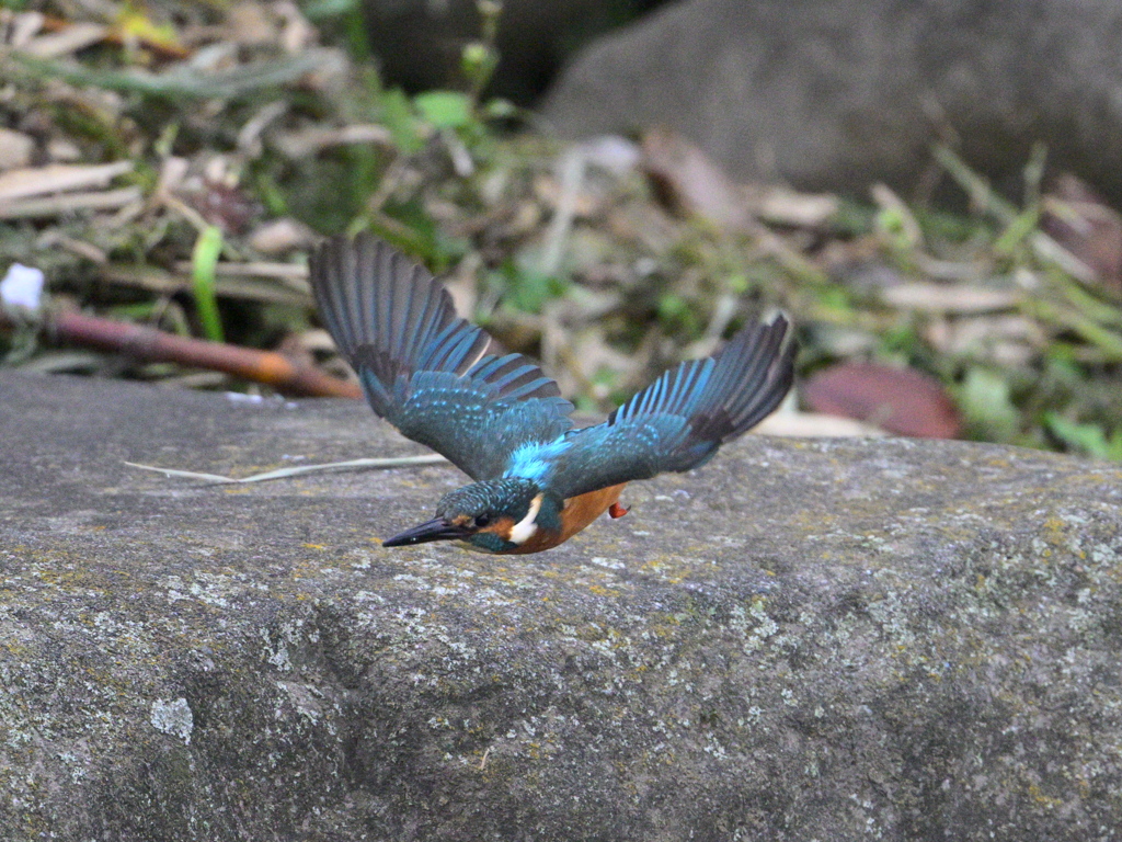 カワセミ-20251102