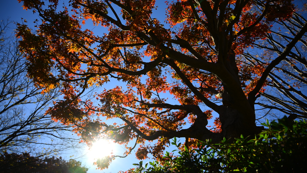 公園の紅葉