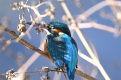 カワセミ-20251228