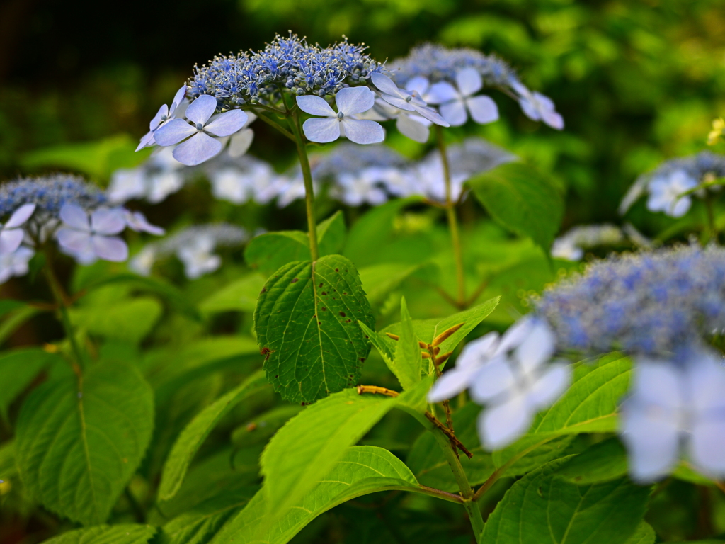 紫陽花