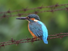 カワセミ20251102