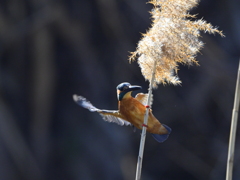 カワセミ-20260124