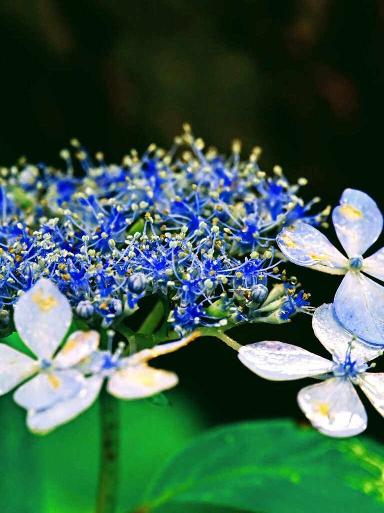 紫陽花
