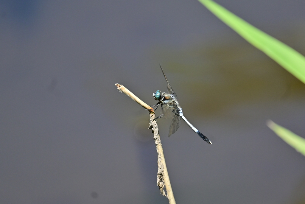 シオカラトンボ