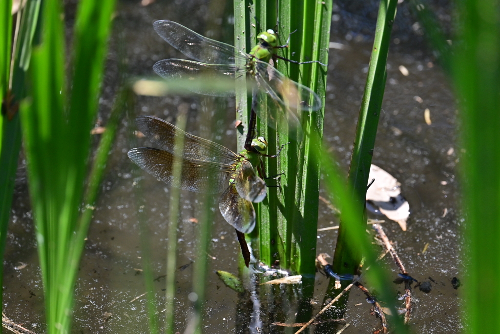 ギンヤンマ産卵