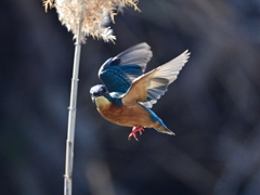 カワセミ-20260124