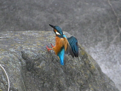 カワセミ-20251102