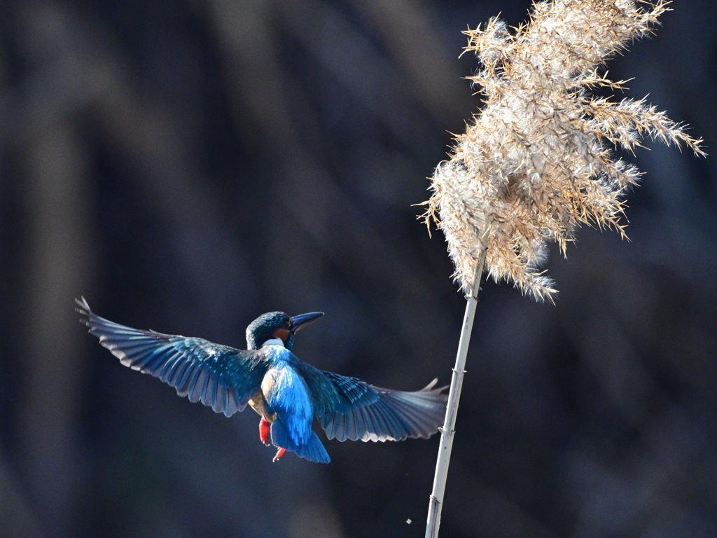カワセミ-20260124