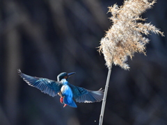 カワセミ-20260124