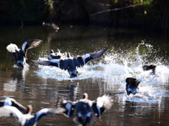カモ？の群れ翔ぶ