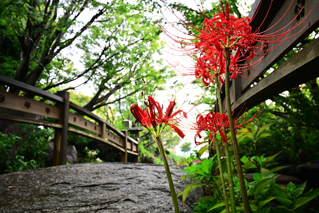 彼岸花