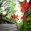 彼岸花