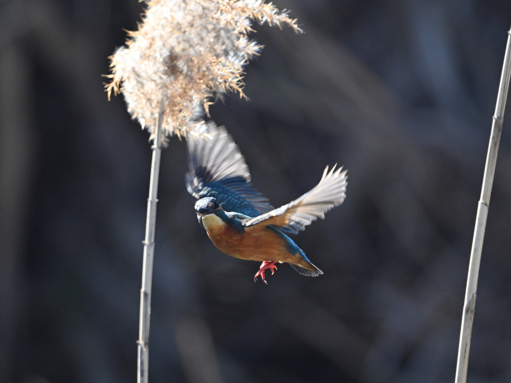 カワセミ-20260124