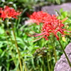 彼岸花