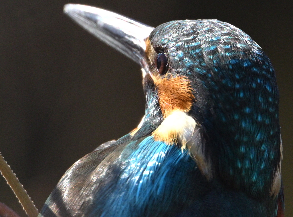 カワセミ-20251228