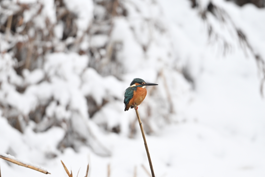 カワセミ-20260208