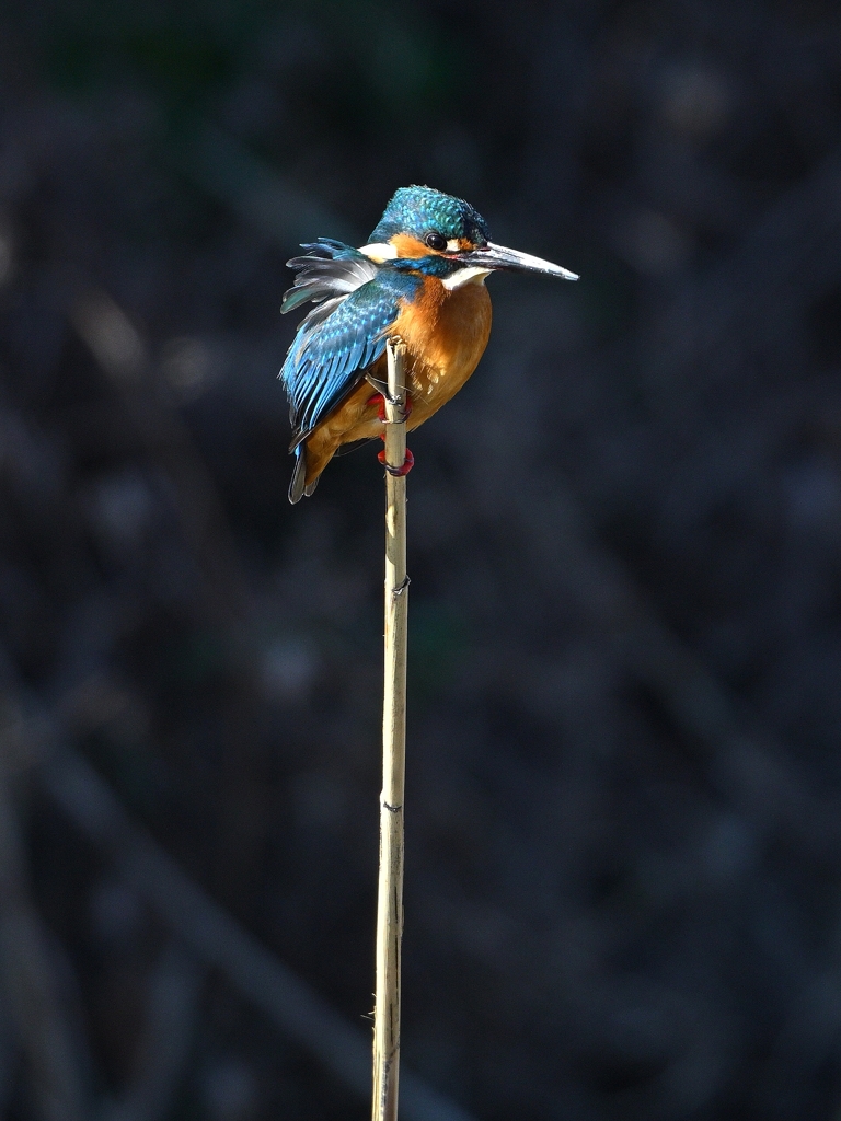 カワセミ-20260124