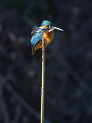 カワセミ-20260124