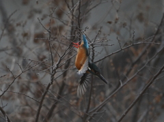 カワセミ-20260131