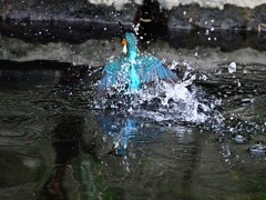 カワセミ-20251227